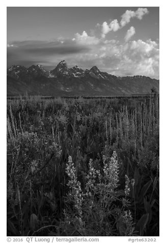Lupine, Arrowleaf Balsam Root, and Tetons from Antelope Flats. Grand Teton National Park (black and white)
