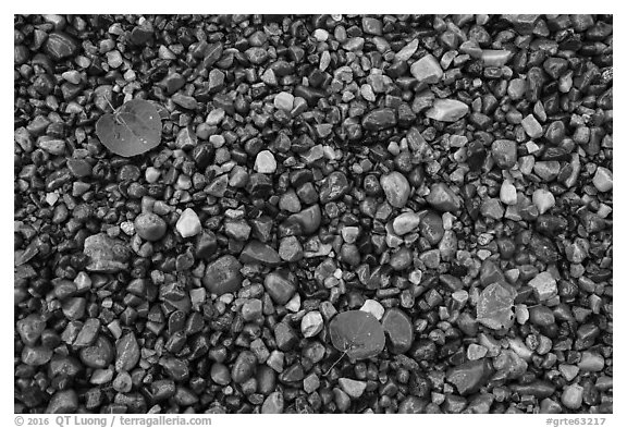 Close-up of colorful pebbles and fallen aspen leaves, Jackson Lake. Grand Teton National Park (black and white)