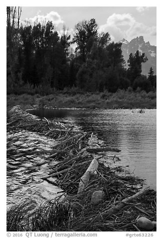 Beaver Dam near Schwabacher Landing. Grand Teton National Park (black and white)