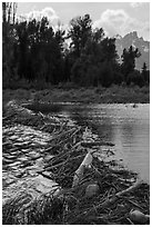 Beaver Dam near Schwabacher Landing. Grand Teton National Park ( black and white)