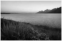 Wildflowers and Teton range from Jackson Lake, dusk. Grand Teton National Park ( black and white)