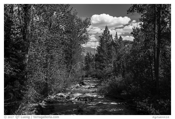 Lake Creek, Laurence S. Rockefeller Preserve. Grand Teton National Park (black and white)