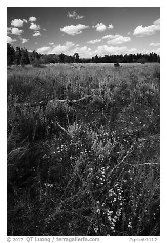 Sagebrush meadow, Laurence S. Rockefeller Preserve. Grand Teton National Park (black and white)