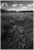 Sagebrush meadow, Laurence S. Rockefeller Preserve. Grand Teton National Park ( black and white)