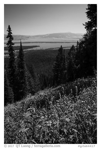 Wildflowers and valley from Garnet Canyon Trail. Grand Teton National Park (black and white)