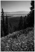Wildflowers and valley from Garnet Canyon Trail. Grand Teton National Park ( black and white)