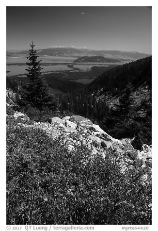 Wildflowers, view over Jackson Hole from Garnet Canyon. Grand Teton National Park (black and white)
