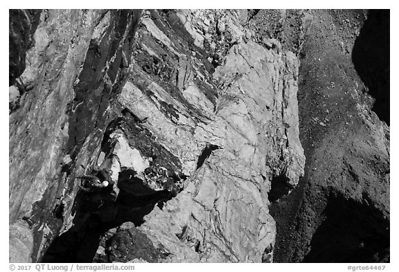 Looking down climbers on steep wall of Grand Teton. Grand Teton National Park (black and white)