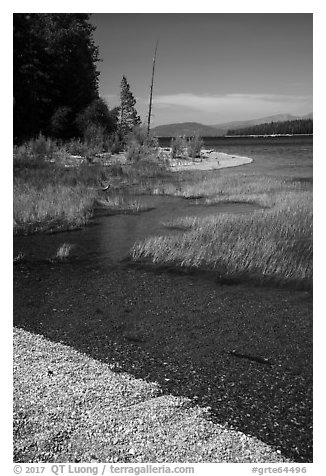 Island shoreline with grasses and clear water, Colter Bay. Grand Teton National Park (black and white)