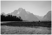 Geese and Mt Moran, Colter Bay. Grand Teton National Park ( black and white)