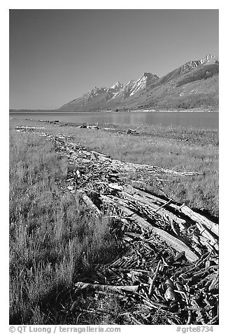 Debris marking high water limit for Jackson Lake, morning. Grand Teton National Park (black and white)