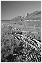 Debris marking high water limit for Jackson Lake, morning. Grand Teton National Park, Wyoming, USA. (black and white)