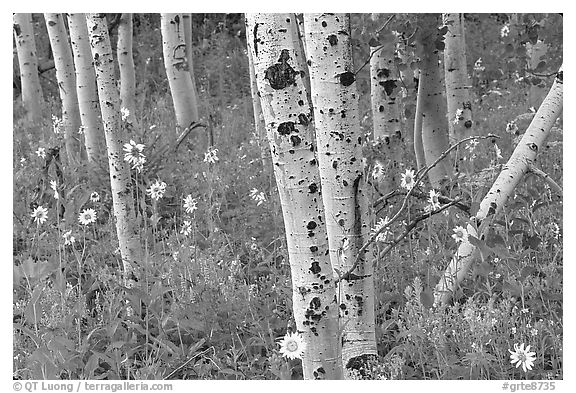 Sunflowers, lupines and aspens. Grand Teton National Park (black and white)
