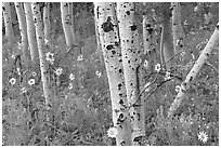 Sunflowers, lupines and aspens. Grand Teton National Park, Wyoming, USA. (black and white)