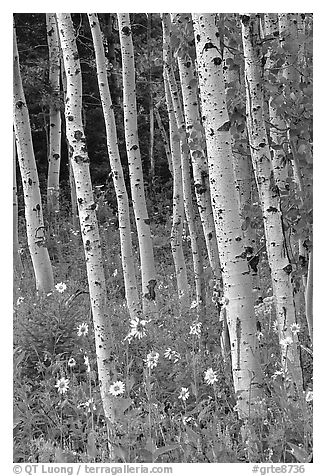 Sunflowers, lupines and aspen forest. Grand Teton National Park (black and white)
