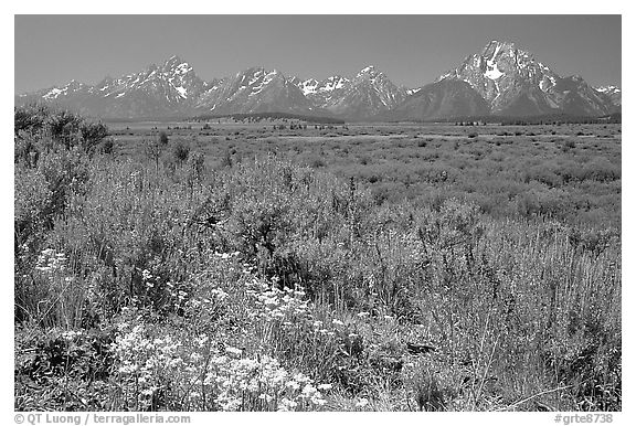 Wildflowers and Teton range, morning. Grand Teton National Park (black and white)