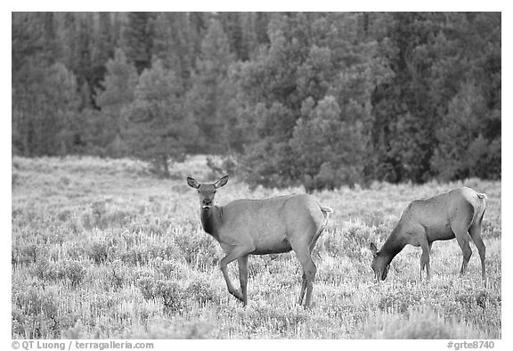 Cow Elk in meadow a dusk. Grand Teton National Park (black and white)