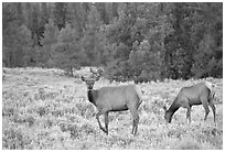 Cow Elk in meadow a dusk. Grand Teton National Park, Wyoming, USA. (black and white)