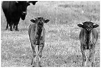 Bison calves. Grand Teton National Park, Wyoming, USA. (black and white)