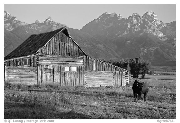 Bison in front of barn, with Grand Teton in the background, sunrise. Grand Teton National Park (black and white)