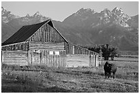 Bison in front of barn, with Grand Teton in the background, sunrise. Grand Teton National Park, Wyoming, USA. (black and white)
