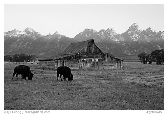 Bisons in front of barn below Teton range. Grand Teton National Park (black and white)