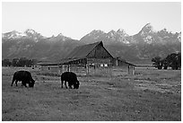 Bisons in front of barn below Teton range. Grand Teton National Park ( black and white)