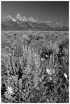 Arrowleaf balsam root and Teton range, morning. Grand Teton National Park, Wyoming, USA. (black and white)