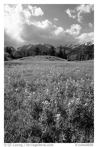 Yelloe summer flowers in Horseshoe park. Rocky Mountain National Park, Colorado, USA.