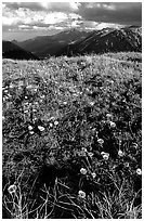 Alpine flowers on the tundra along Trail Ridge road. Rocky Mountain National Park ( black and white)