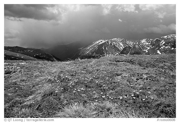 Alpine wildflowers and summer storm along Trail Ridge road. Rocky Mountain National Park (black and white)