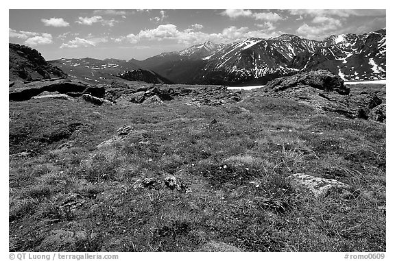 Alpine flowers on  tundra along Trail Ridge road. Rocky Mountain National Park (black and white)