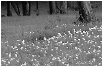 Flowers and tree trunks. Rocky Mountain National Park ( black and white)