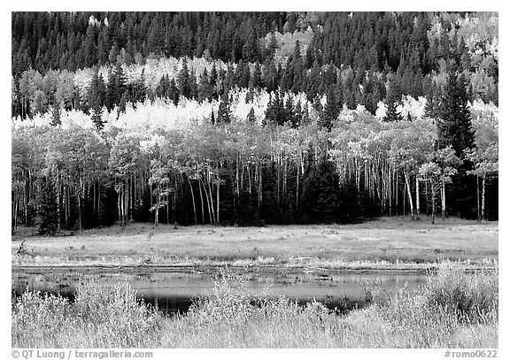 Yellow aspens and conifers Horseshoe park. Rocky Mountain National Park (black and white)