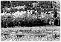 Yellow aspens and conifers Horseshoe park. Rocky Mountain National Park, Colorado, USA. (black and white)