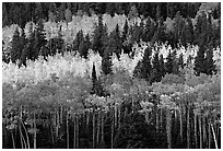 Aspens mixed with  conifers. Rocky Mountain National Park ( black and white)