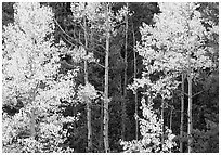 Yellow aspens in forest. Rocky Mountain National Park, Colorado, USA. (black and white)