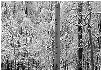 Yellow aspens with fresh snow. Rocky Mountain National Park ( black and white)