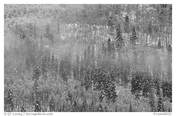 Aspens, spruce, snow, and fog. Rocky Mountain National Park (black and white)
