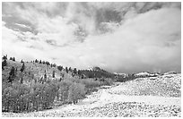 Aspens, snow, and clouds. Rocky Mountain National Park, Colorado, USA. (black and white)