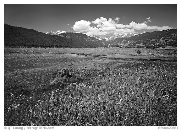Summer flowers and stream in Many Parks area. Rocky Mountain National Park (black and white)