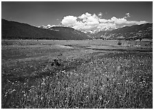 Summer flowers and stream in Many Parks area. Rocky Mountain National Park ( black and white)