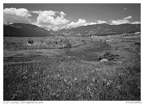 Wildflowers, meadow, and stream, Many Parks. Rocky Mountain National Park (black and white)