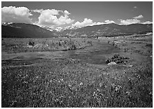 Wildflowers, meadow, and stream, Many Parks. Rocky Mountain National Park, Colorado, USA. (black and white)