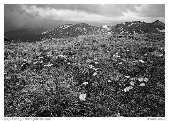 Yellow alpine wildflowers, tundra and mountains. Rocky Mountain National Park (black and white)