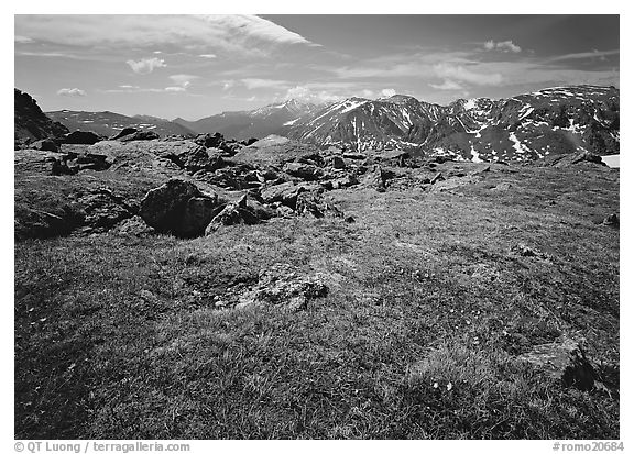 Alpine tundra near Trail Ridge Road in summer. Rocky Mountain National Park, Colorado, USA.