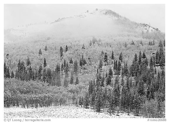 Yellow aspens and conifers in snow and fog. Rocky Mountain National Park (black and white)