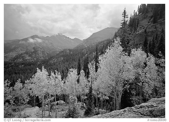Aspens and Glacier basin mountains. Rocky Mountain National Park (black and white)
