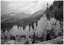 Aspens in fall foliage and Glacier basin mountains. Rocky Mountain National Park ( black and white)