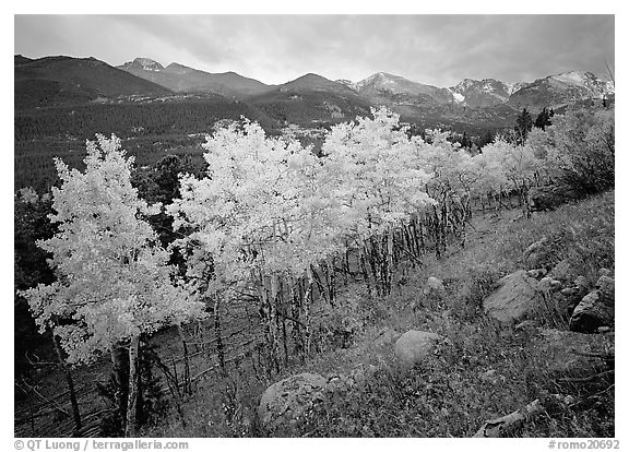 Aspens in bright yellow foliage and mountain range in Glacier basin. Rocky Mountain National Park (black and white)